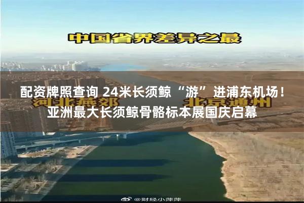 配资牌照查询 24米长须鲸 “游” 进浦东机场！亚洲最大长须鲸骨骼标本展国庆启幕